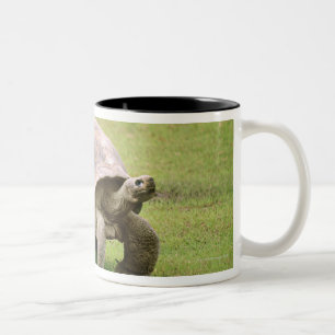 Caneca De Café Em Dois Tons Tartaruga gigante que anda na grama