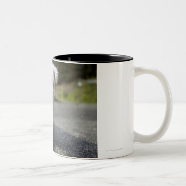 Caneca De Café Em Dois Tons Terrier ocidental fêmea semanas de idade das (Direita)