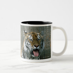 Caneca De Café Em Dois Tons Tigre de bocejo na gaiola no jardim zoológico