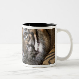 Caneca De Café Em Dois Tons Tigre-de-sumatra macho (Panthera tigris sumatrae)