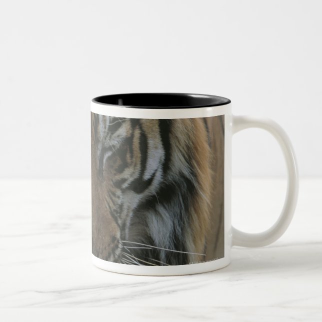 Caneca De Café Em Dois Tons Tigre do sono (Direita)