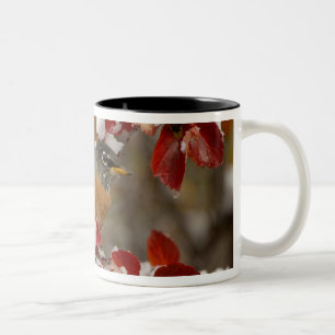 Caneca De Café Em Dois Tons Tordo-americano-macho em Pilriteiro-preto