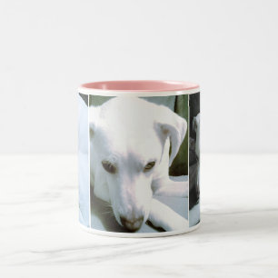Caneca De Café Em Dois Tons Três fotos elegantes de um Cachorro Cachorro Cach