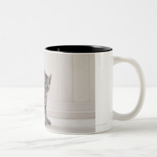 Caneca De Café Em Dois Tons Três gatinhos de Shorthair do americano