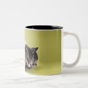 Caneca De Café Em Dois Tons Três gatinhos que abraçam-se
