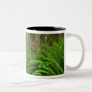 Caneca De Café Em Dois Tons trilha Maple Glade, samambaias e musgo cobertos