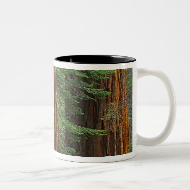Caneca De Café Em Dois Tons troncos gigantes da Sequoia na floresta, Yosemite (Direita)