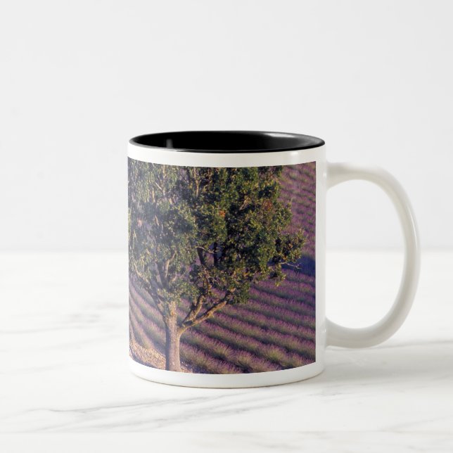 Caneca De Café Em Dois Tons UE, França, Provença, Campos de lavanda (Direita)