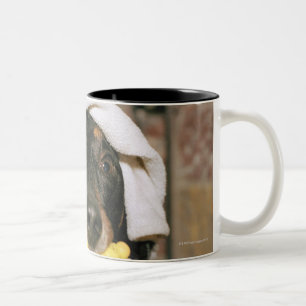 Caneca De Café Em Dois Tons Um dachshund que está sendo banhado