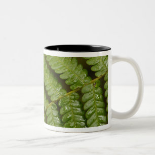 Caneca De Café Em Dois Tons Um detalhe de samambaia, da Mindo Cloud Forest,