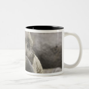 Caneca De Café Em Dois Tons Um elefante africano novo (africana do Loxodonta)