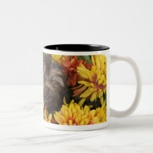 Caneca De Café Em Dois Tons Um filhote de cachorro de Yorkie-Poo em uma cesta