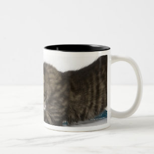 Caneca De Café Em Dois Tons Um gatinho novo do gato malhado que joga com lãs