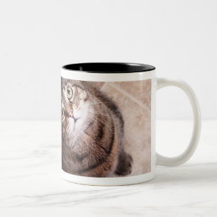 Caneca De Café Em Dois Tons Um gato de gato malhado que olha acima