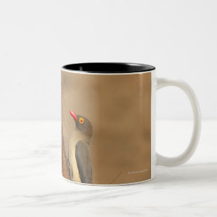 Caneca De Café Em Dois Tons Um Oxpecker em um snout dos warthogs,