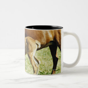 Caneca De Café Em Dois Tons Um potro e um cavalo em um pasto