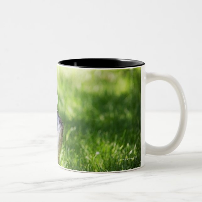 Caneca De Café Em Dois Tons Um Schnauzer que coloca na grama (Direita)