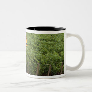 Caneca De Café Em Dois Tons Um sinal de cruzamento de trator amarelo na vinha