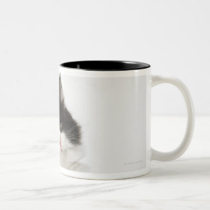 Caneca De Café Em Dois Tons Uma vista de assento do gatinho novo na câmera