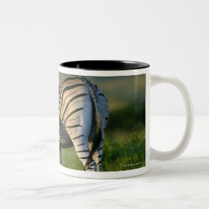 Caneca De Café Em Dois Tons Uma zebra das planícies que alimenta seu potro,