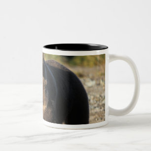 Caneca De Café Em Dois Tons Urso pardo, urso cinzento, porca com filhotes na c