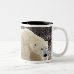 Caneca De Café Em Dois Tons Urso Polar Ursus maritimus) em Churchill