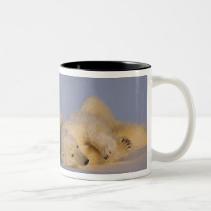 Caneca De Café Em Dois Tons urso polar, Ursus maritimus, porcas brincando com