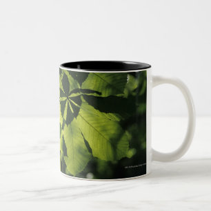 Caneca De Café Em Dois Tons Verde sete folhas do ponto com iluminação de Sun