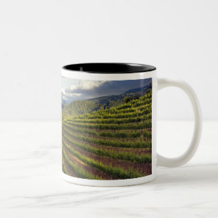 Caneca De Café Em Dois Tons Vineyard. Vale Napa. Napa. Condado de Napa,