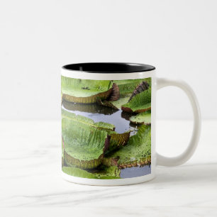 Caneca De Café Em Dois Tons Vitoria Regis, vitórias-régias na Amazônia