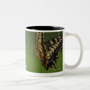 Caneca De Café Em Dois Tons Vôo de Swallowtail do Velho Mundo