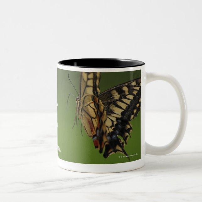 Caneca De Café Em Dois Tons Vôo de Swallowtail do Velho Mundo (Direita)