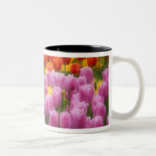 Caneca De Café Em Dois Tons WA, Vale do Skagit, Jardim de Tulipas Roozengaarde