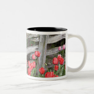 Caneca De Café Em Dois Tons WA, Vale do Skagit, Jardim de Tulipas Roozengaarde