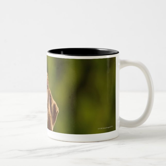 Caneca De Café Em Dois Tons Weimaraner (Direita)