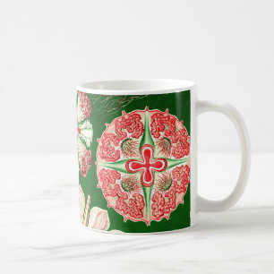 Caneca De Café Ernst Haeckel Discomedusae (Aurelia)