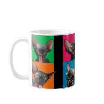 Facebuilding (gatinho de Sphynx)