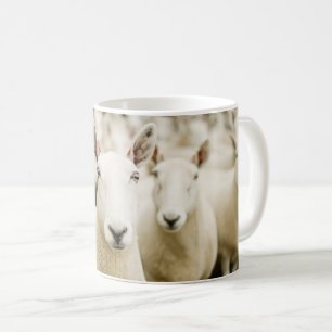 Caneca De Café Fazendas   Efetivos de ovinos