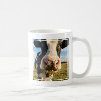 Fazendas | Mastigação De Vaca Holstein