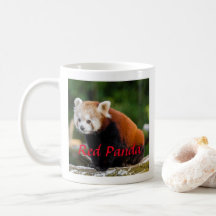 Fotografia Adorável de Panda Vermelho