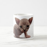Gatinho esfínctico sem osso, gordo e fresco
