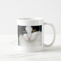 Gato com olhos dourados