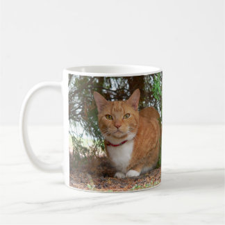 Caneca De Café Gato Tabby Doméstico Laranja Gengibre