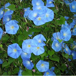 Caneca De Café Glórias da Manhã!