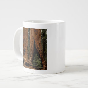 Caneca De Café Grande Árvores Sequoias, Parque Nacional Sequoia.