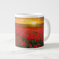 Campos Tulip no Sunset nos Países Baixos