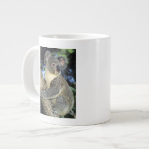 Caneca De Café Grande Coala, Phascolarctos cinereus), Austrália,