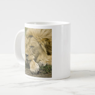 Caneca De Café Grande Leão-africano, Panthera leo, deitado dormindo