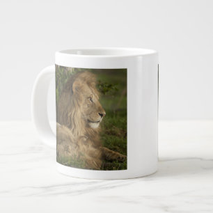 Caneca De Café Grande Leão, Panthera leo, Lower Mara, Masai Mara GR,
