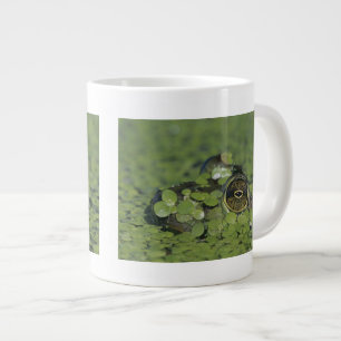 Caneca De Café Grande Rã-touro, Rana catesbeiana, adulta em lentilha-d'á
